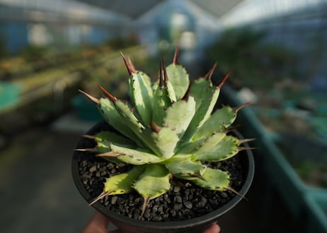 アガベ　マクロアカンサ×ポタトラム　 Agave macroacantha×potatorum