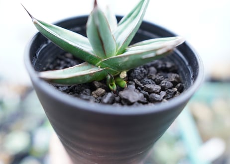 アガベ　ニッケルシー 　Agave nickelsiae No.2
