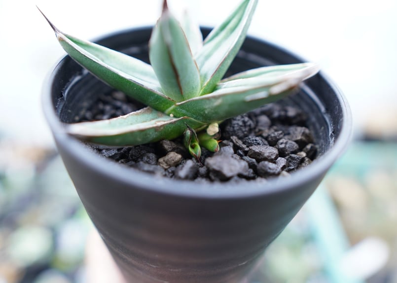 アガベ ニッケルシー Agave nickelsiae No.2 | mana's farm