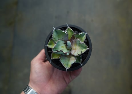 アガベ　チタノタ　 ブラックアンドブルー 　Agave titanota black and blue　No.2