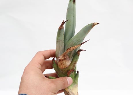 Agave macroacantha Icicle blue form  ＰＵＰ  no.2