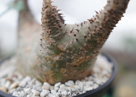 パキポディウム　マカイエンセ　Pachypodium Makayense　NO.5