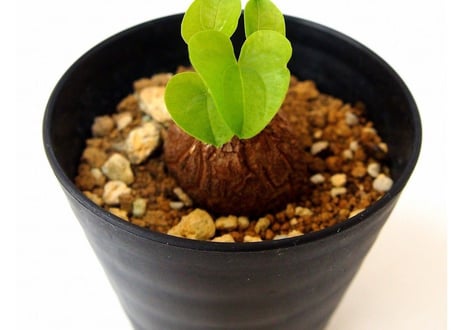 dioscorea elephantipes　亀甲竜 ディオスコレア エレファンティペス