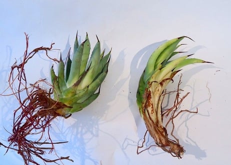 Agave macroacantha 'Icicle' BLUE FORM