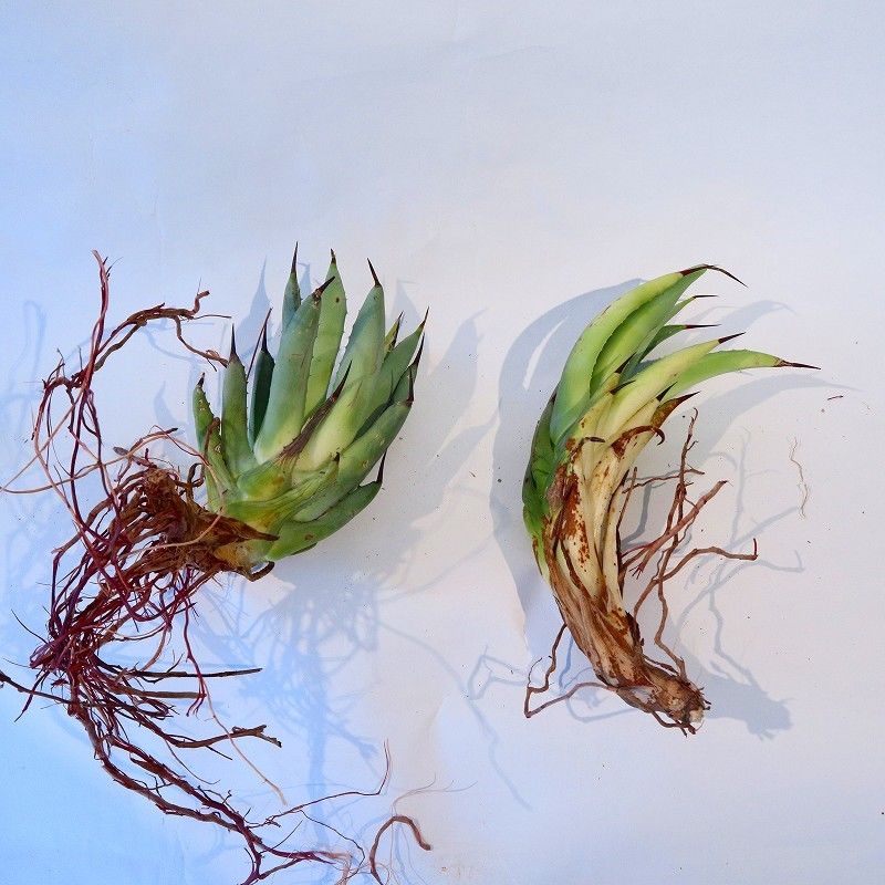 Agave macroacantha 'Icicle' BLUE FORM | mana's