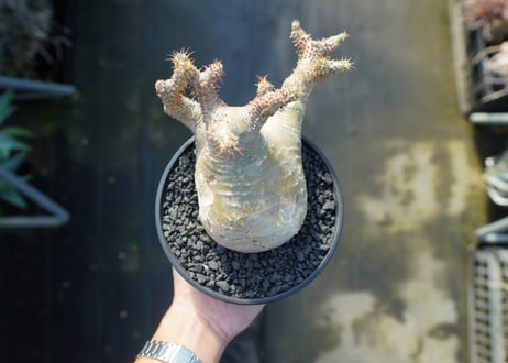 パキポディウム　マカイエンセ　Pachypodium makayense  No.1