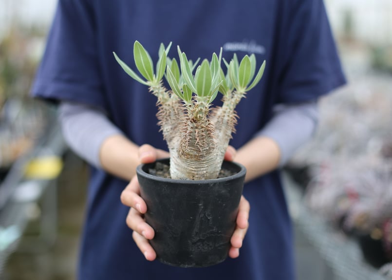 パキポディウム ホロンベンセ | mana's farm:塊根植物・アガベ・ドライ