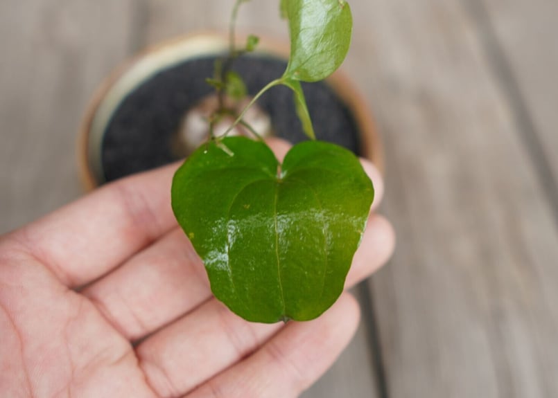 亀甲竜 ”塊根植物スターターセット” NO.1 | mana's farm:塊根