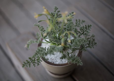 ぺラルゴ二ウム アッペンディクラツム 　Pelargonium appendiculatum