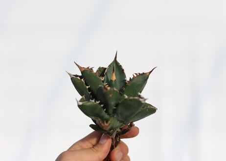 Agave titanota FO-76 dwarf  compacta