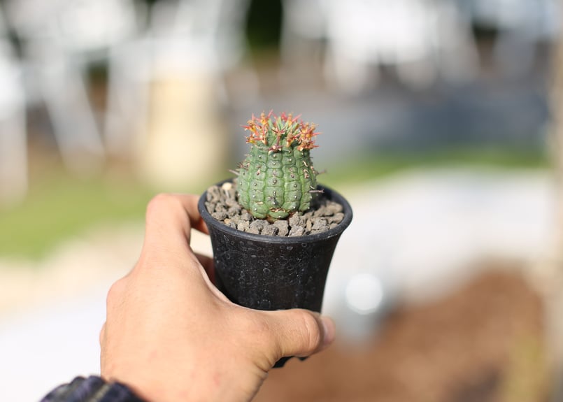 ユーフォルビア 群星冠　錦　子株付き　2.5号 ユーフォルビア 群星冠 錦 子株付き 2.5号