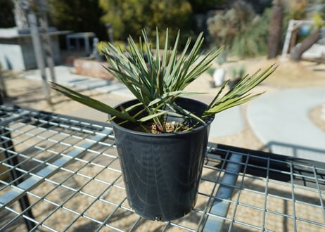 チャメロプス　セリフェラ 　Chamaerops humilis var. Cerifera  No.1