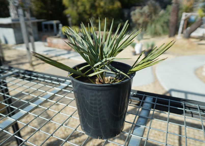 チャメロプス セリフェラ Chamaerops humilis var. Cerifera チャメロプス セリフェラ Chamaerops humilis var. Cerifera