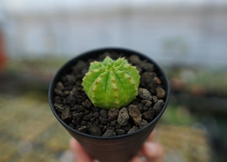 ユーフォルビア　オベサ　Euphorbia obesa  No.2
