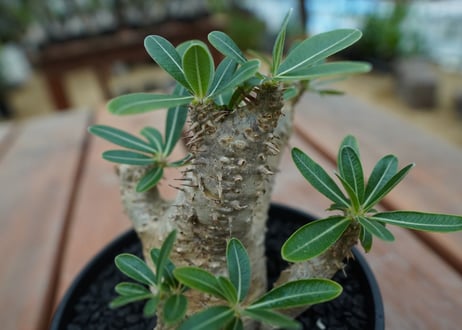 パキポディウム　デンシフローラム Pachypodium densiflorum   No.4