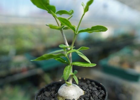 フォッケア　エデュリス　”火星人”　Fockea edulis  No.2
