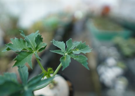 ヤトロファ　錦珊瑚　Jatropha cathartica