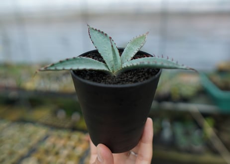アガベ　屈原の舞扇 Agave 'Kutsugen no Maiougi'