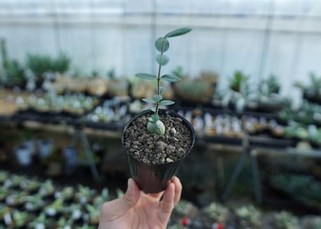 フォッケア　エデュリス　Fockea edulis　No.1