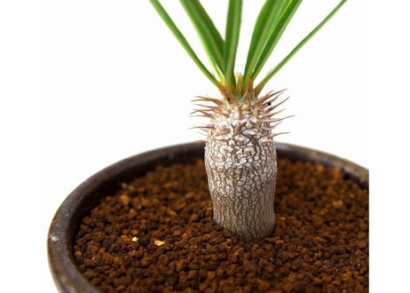 パキポディウム イノピナツム　Pachypodium inopinatum