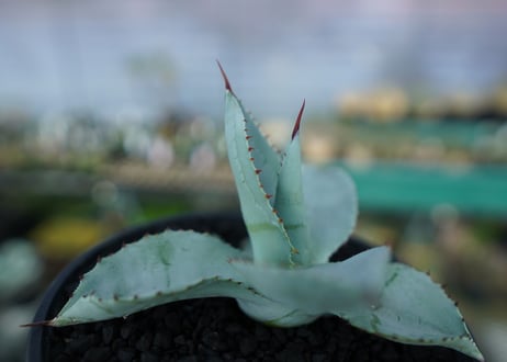 アガベ　ドラゴントゥース　Agave Dagontoes　No.5