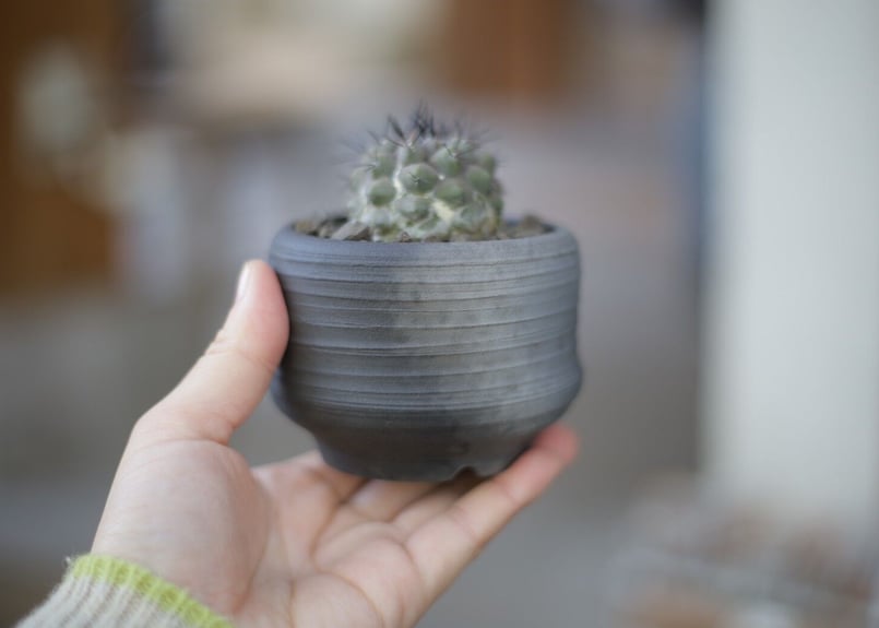 コピアポア 黒王丸 Copiapoa cinerea | mana's green:塊根植物販...