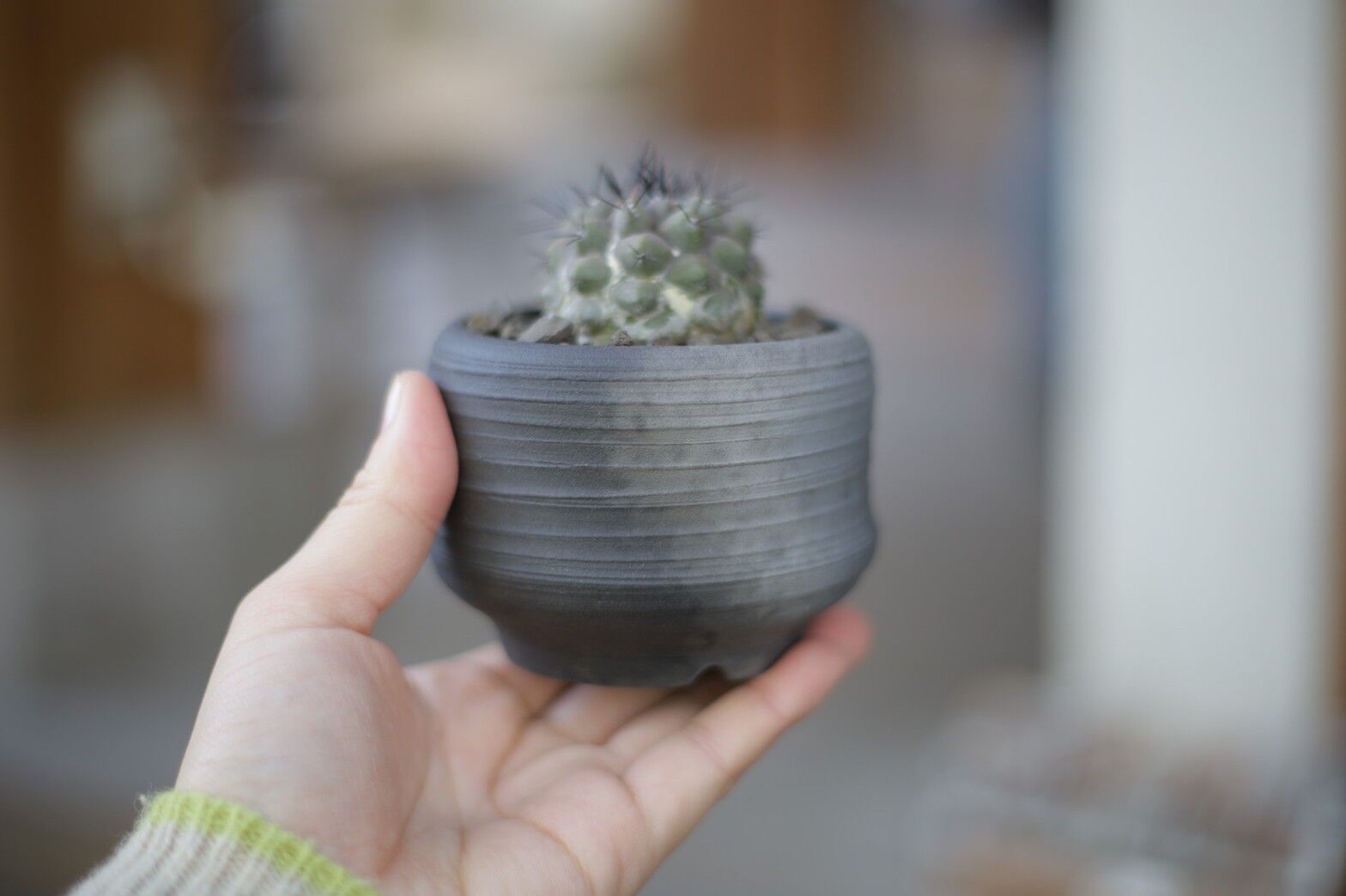 【陶器鉢】良型 大株 発根済 コピアポア 黒王丸 サボテン Copiapoa コピアポア 黒王丸 Copiapoa cinerea | mana's farm:塊根植物・ア