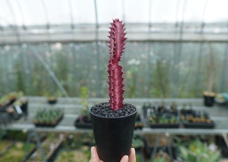 ユーフォルビア　紅彩雲閣　Euphorbia trigona f. rubra　No.1