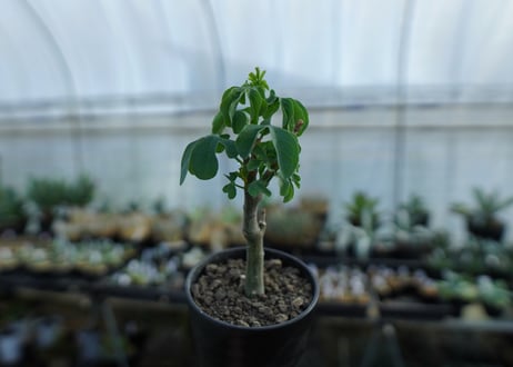アデニア　グラウカ　Adenia glauca