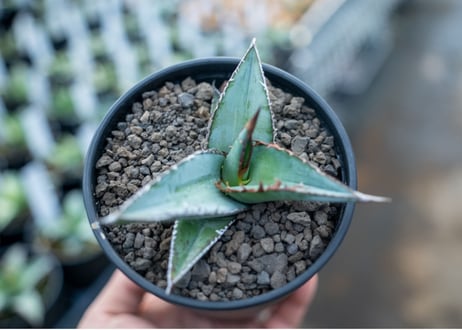 アガベ　オテロイ　agave oteroi　No.3