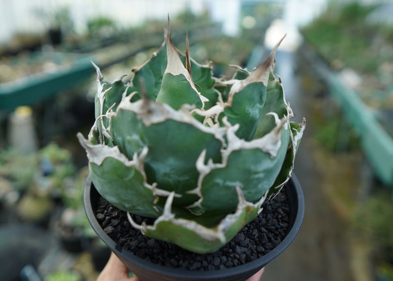 アガベ チタノタ 白鯨 Agave titanota White whale | mana's