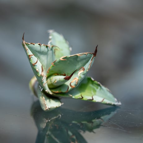 ホワイトアイス | STORES