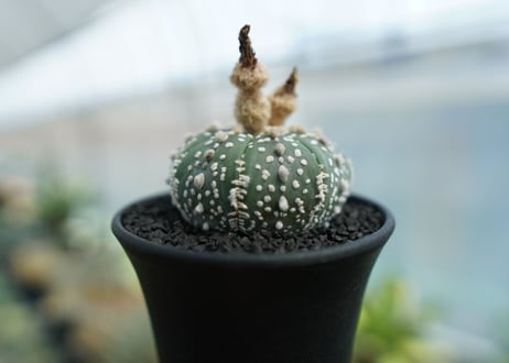 アストロフィツム　スーパー兜 Astrophytum asterias 'Super Kabuto' No.4