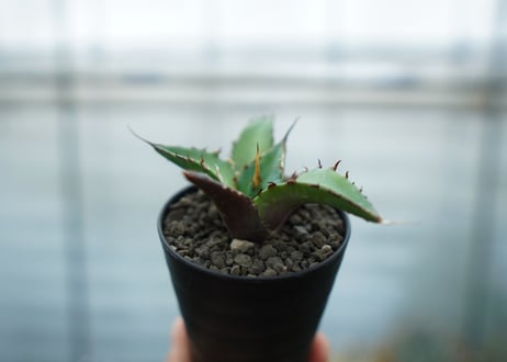 アガベ　チタノタ　ハデス　Agave titanota Hades