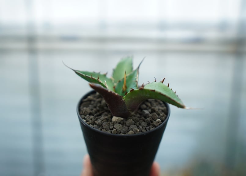 アガベ チタノタ ハデス Agave titanota Hades | mana's farm