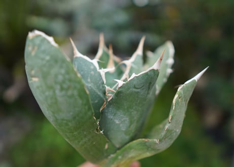 Agave titanota 白鯨 B NO.2