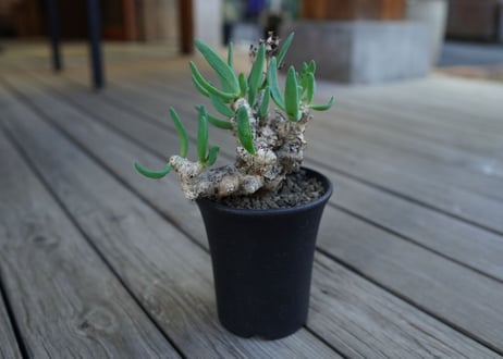 チレコドン　万物想　Tylecodon reticulatus
