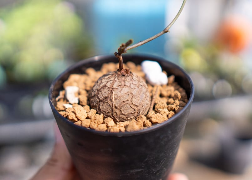 亀甲竜 実生 【1】 | mana's farm:塊根植物・アガベ・ドライガーデン