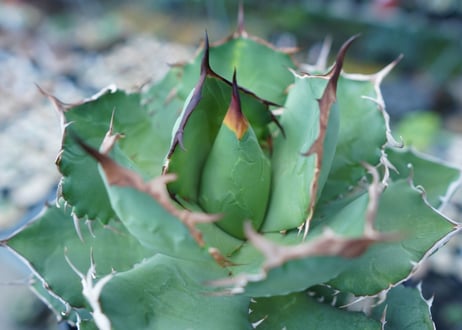 アガベ　チタノタ　FO-76　agave titanota  FO-76 No.1