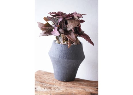 Euphorbia francoisii