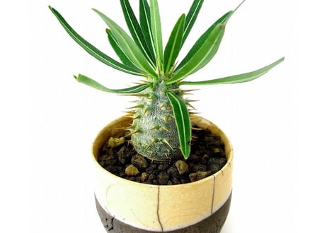 Pachypodium rosulatum   パキポディウム　ロスラーツム