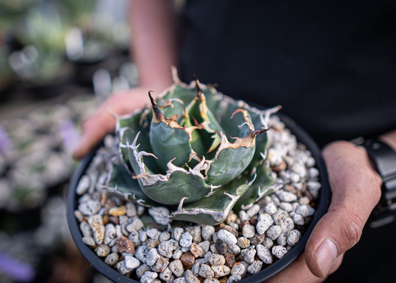 アガベ 白鯨　大 アガベ・チタノタ白鯨（ボールタイプ）大-066｜agave titanota