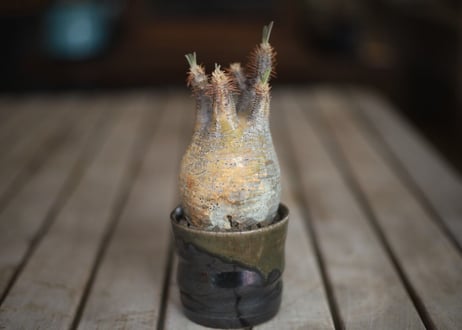 グラキリス　 Pachypodium Gracilius