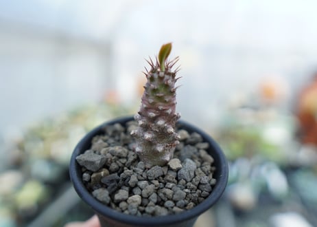 ユーフォリビア　パキポディオイデス　Euphorbia pachypodioides