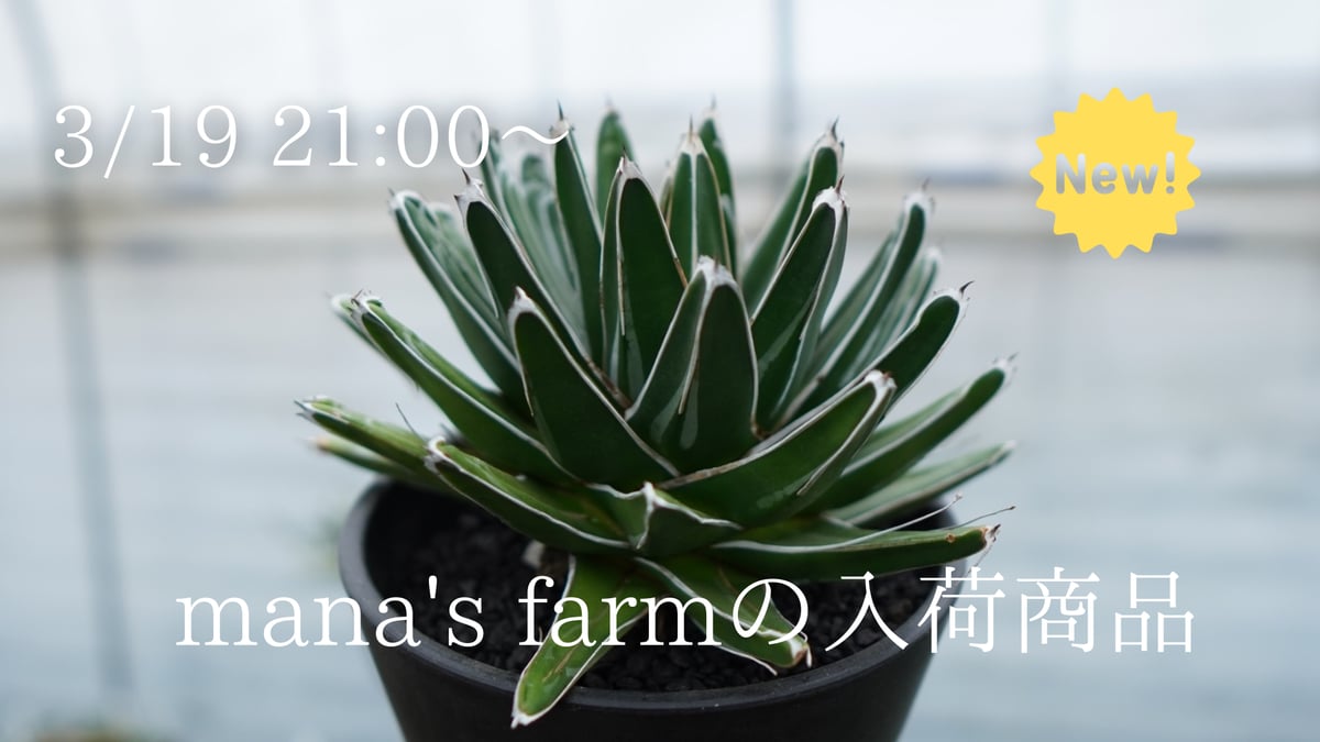 人気の“笹の雪”などアガベを多数アップします！ | mana's farm:塊根