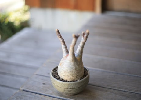 グラキリス　 Pachypodium Gracilius
