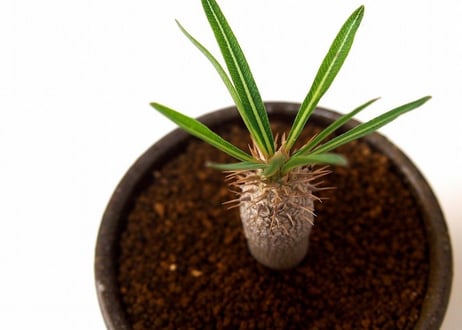 パキポディウム イノピナツム　Pachypodium inopinatum