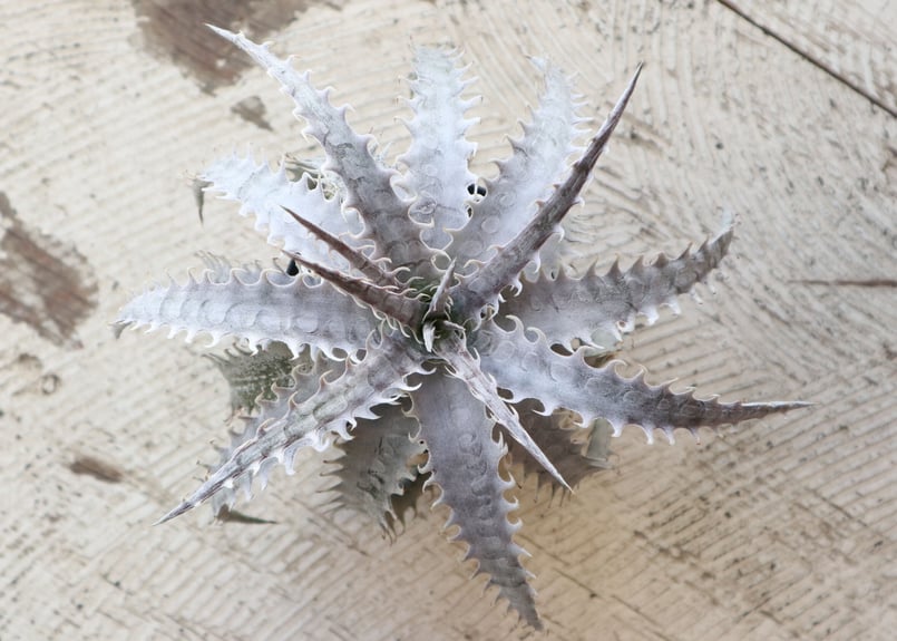 ディッキア dyckia goehringii new × Bone | mana's far