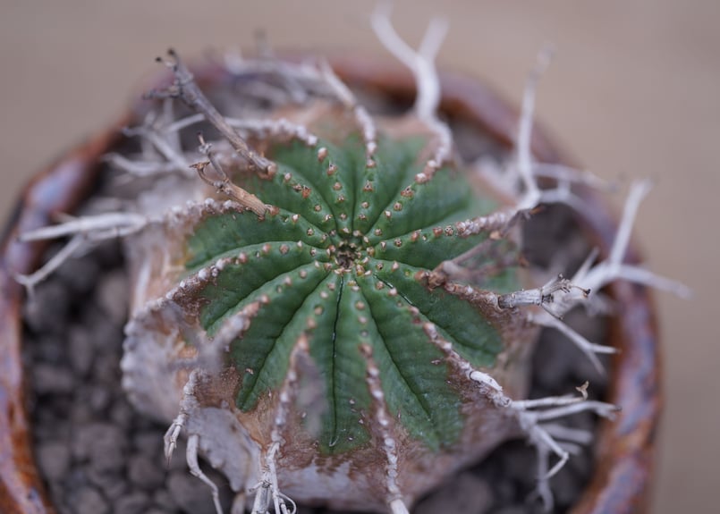 ユーフォルビア バリダ Euphorbia valida | mana's farm:塊根植