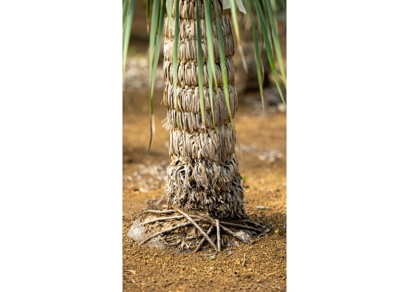 極上株】ロストラータ｜抜群のブルー＆完璧な根張り／一点物 | mana's